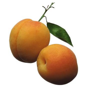 Apricot